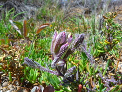 Chloropyron maritimum maritimum