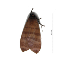 Elysius