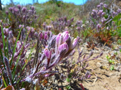 Chloropyron maritimum maritimum