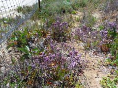 Chloropyron maritimum maritimum