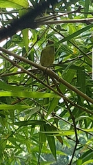 Cyclarhis gujanensis