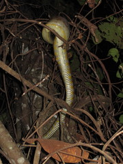 Simalia amethistina