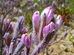 Chloropyron maritimum maritimum
