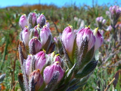 Chloropyron maritimum maritimum