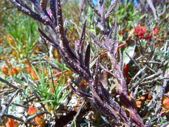 Chloropyron maritimum maritimum