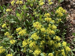 Eriogonum wootonii