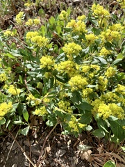 Eriogonum wootonii