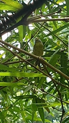 Cyclarhis gujanensis