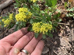 Eriogonum wootonii
