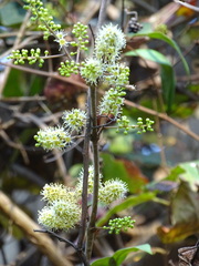 Combretum albidum