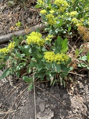 Eriogonum wootonii