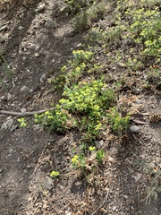 Eriogonum wootonii