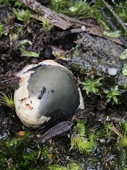 Mutinus cartilagineus