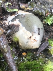 Mutinus cartilagineus