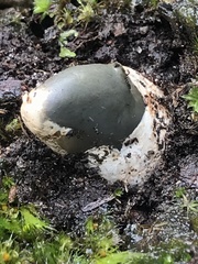 Mutinus cartilagineus