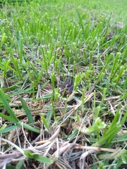 Lithobates spectabilis