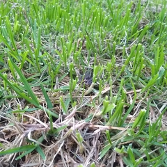 Lithobates spectabilis