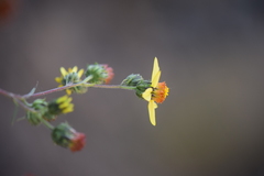 Simsia foetida