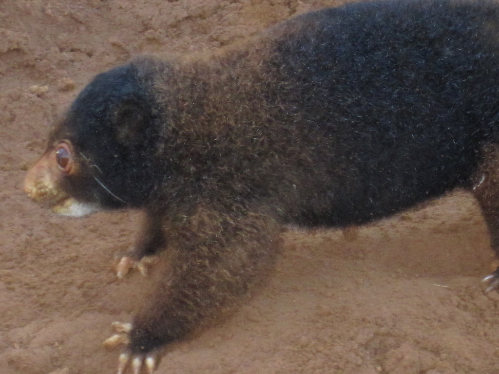Admiralty Island Cuscus
