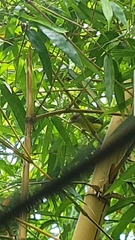 Cyclarhis gujanensis