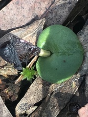 Corybas diemenicus