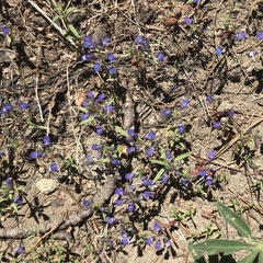 Collinsia torreyi wrightii