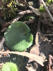 Corybas diemenicus