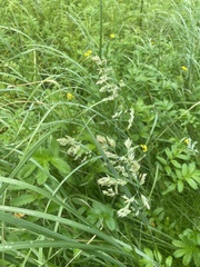 Poa eminens