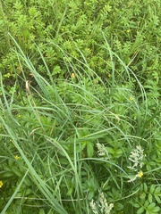 Poa eminens