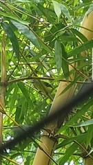 Cyclarhis gujanensis