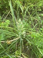 Poa eminens