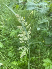 Poa eminens