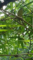 Cyclarhis gujanensis