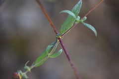 Simsia foetida