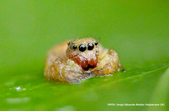Salticidae
