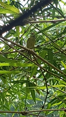 Cyclarhis gujanensis