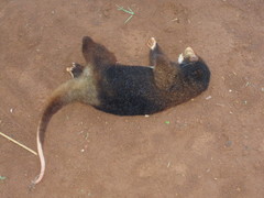 Admiralty Island Cuscus photo 2
