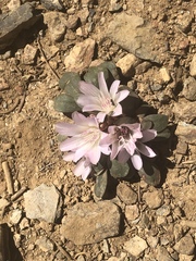 Lewisia kelloggii