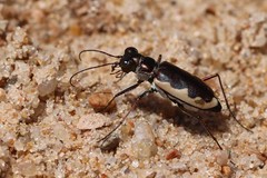 Eunota circumpicta johnsonii