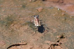 Ellipsoptera cuprascens