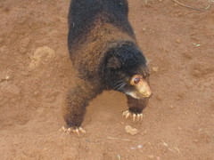 Admiralty Island Cuscus photo 3