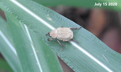 Ectinohoplia rufipes