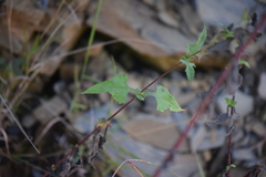 Simsia foetida