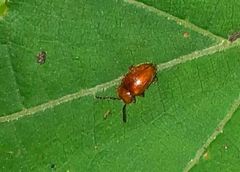 Danae testacea