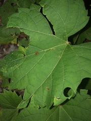Danae testacea