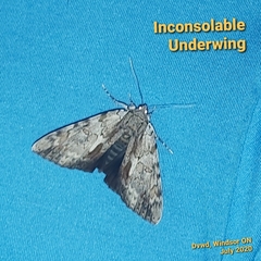 Catocala insolabilis