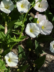 Convolvulus arvensis