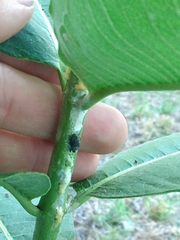 Rhyssomatus lineaticollis