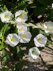 Convolvulus arvensis