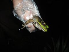 Lithobates palmipes